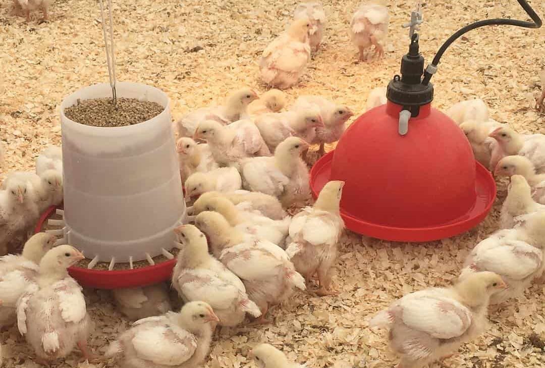 Caring for Baby Chicks in a Brooder