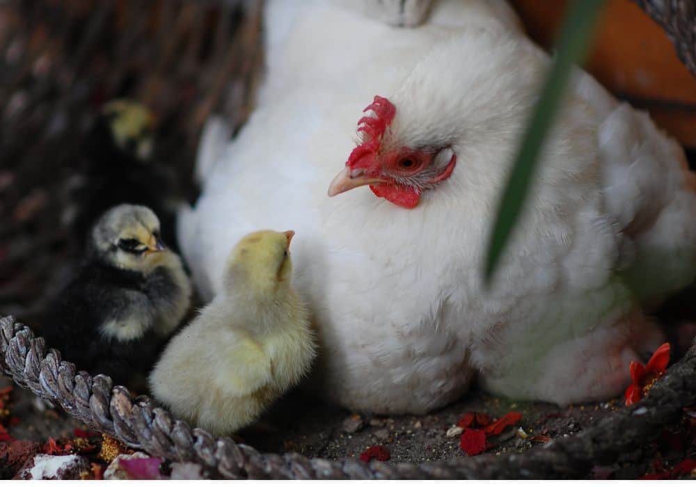 Caring for Baby Chicks with a Hen
