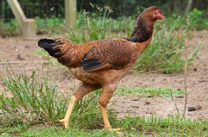 Caring for Indian Giant Chickens