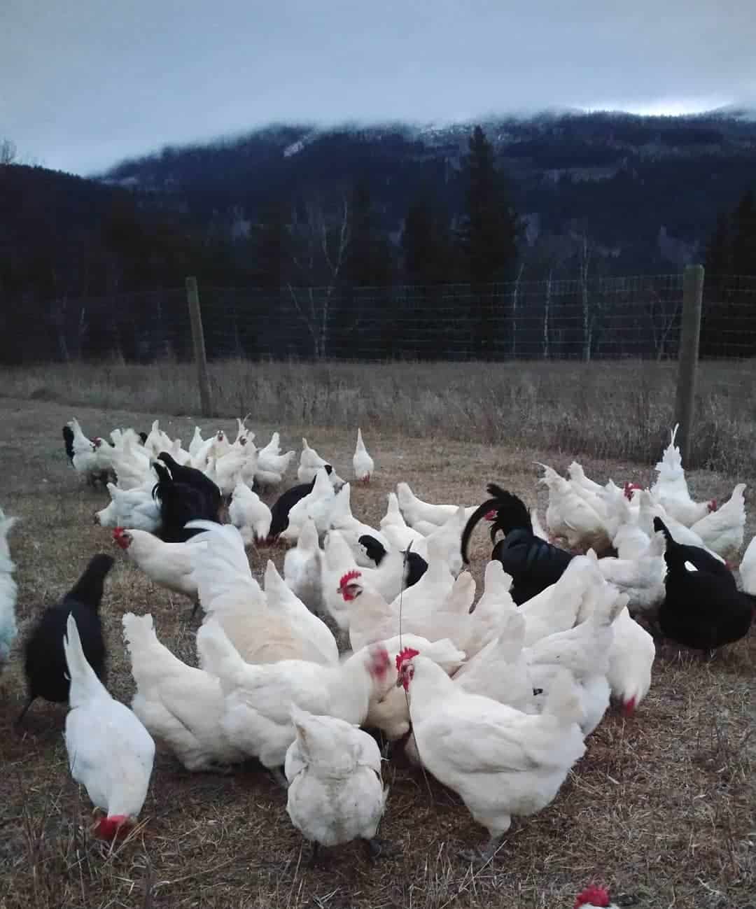 Caring for Ixworth Chickens