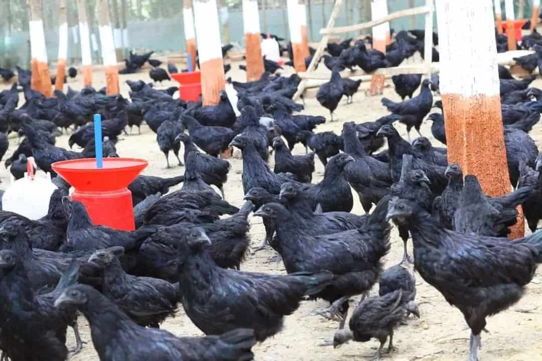 Caring for Kadaknath Chickens
