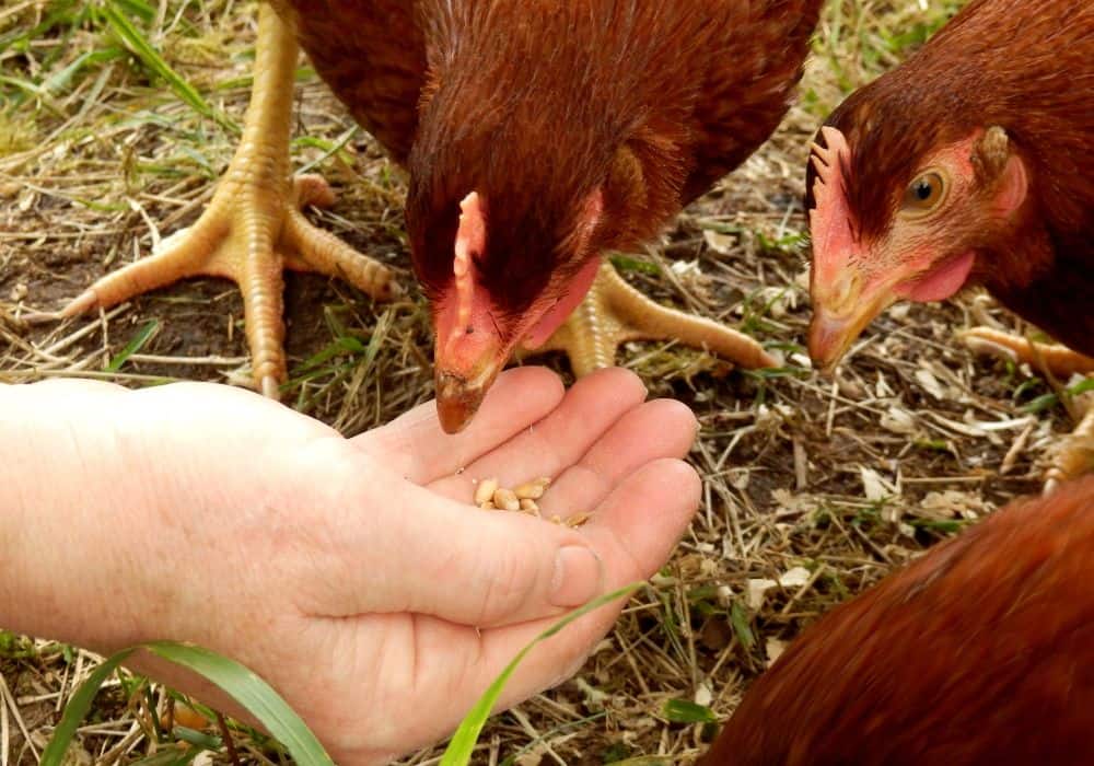 Chicken Feed Should Make Up 90% of Their Diet