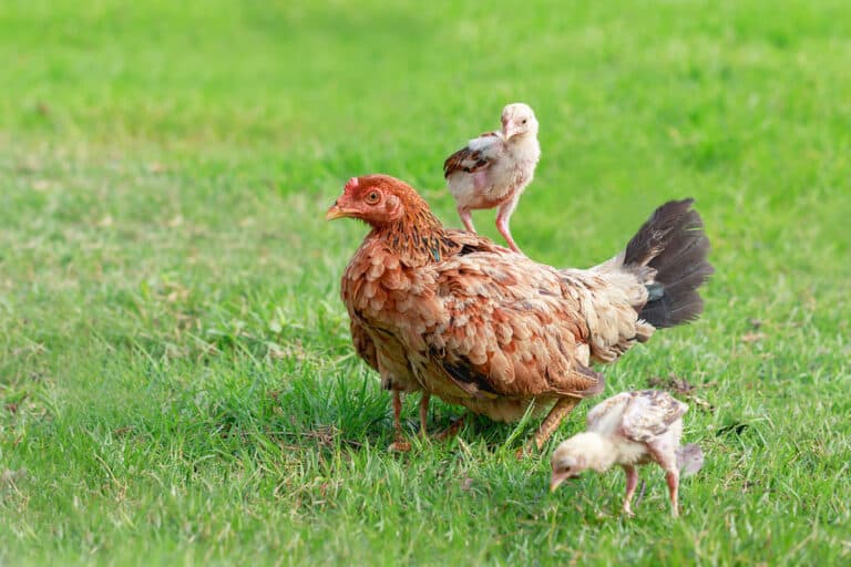 Chicken Life Cycle: A Comprehensive Guide