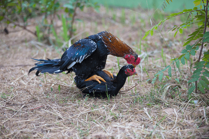 Chicken Mating Ritual