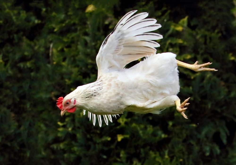 Chickens can fly but their best mobility trait is their ability to take sharp turns when running