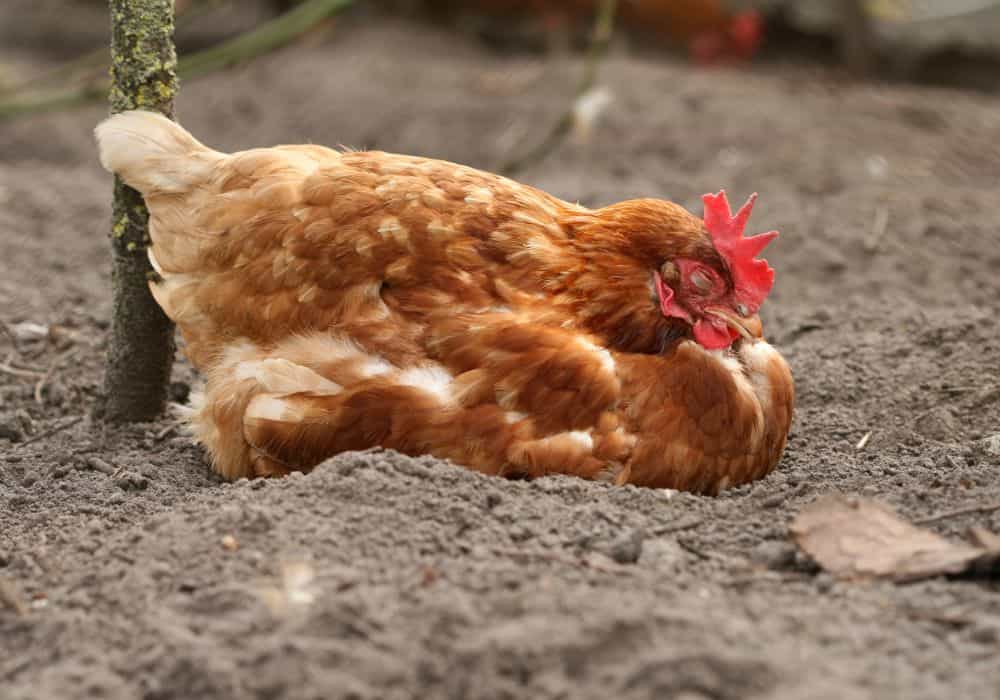 Chickens can sleep with only half their brain at a time