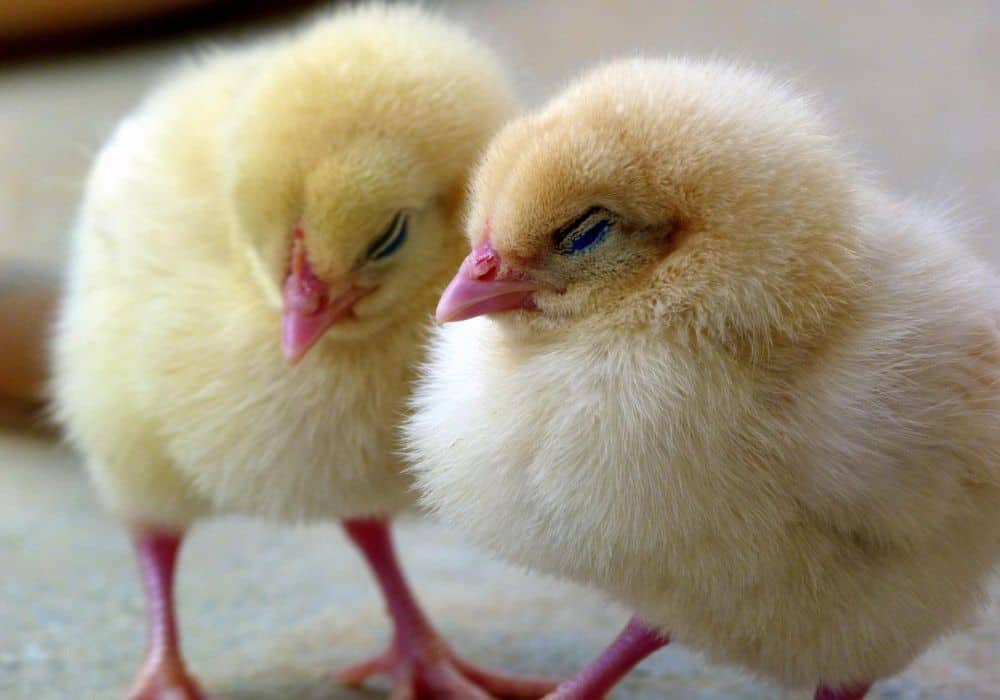 Chicks 