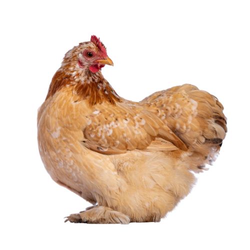 Cochin-Chicken-Breeds