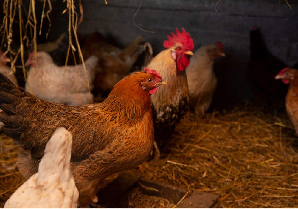 Consider Adding Insulation To Your Coop