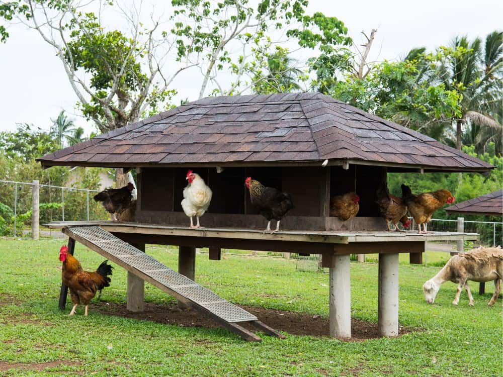 Cost of Chicken Shelter
