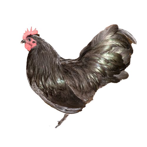 Croad-Langshan-chicken-breeds