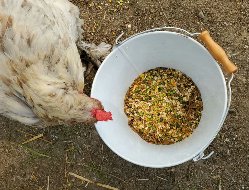DIY Chicken Feed Recipe Example