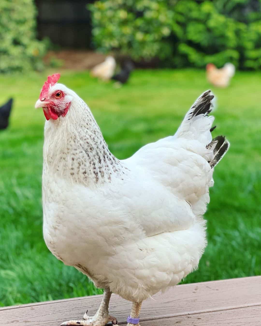 Delaware chickens and their egg-laying abilities