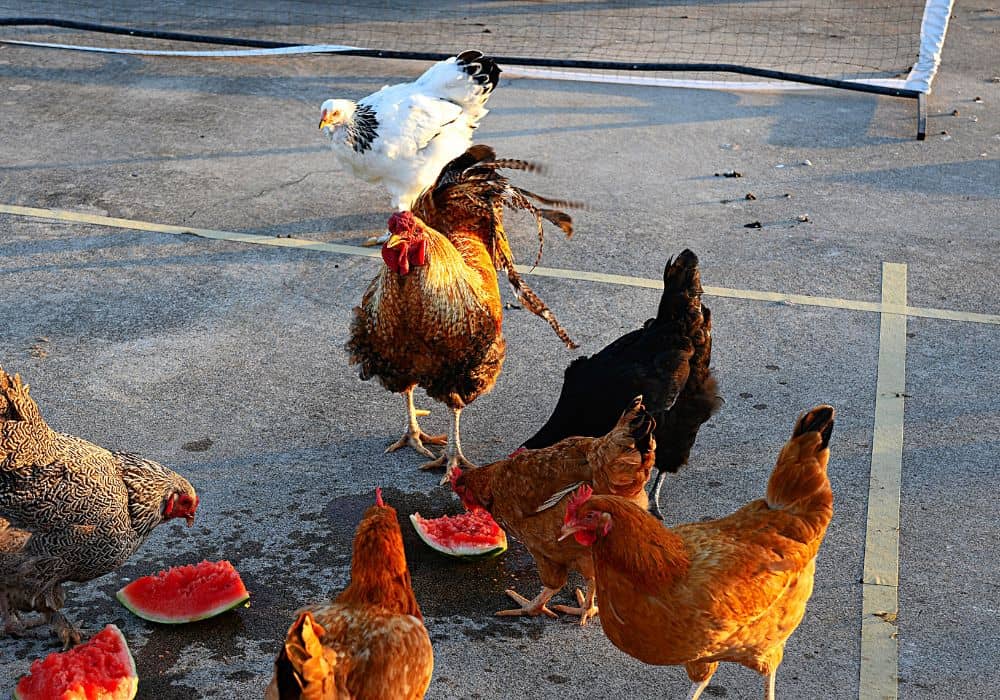 Different Ways to Feed Watermelon to Chickens 