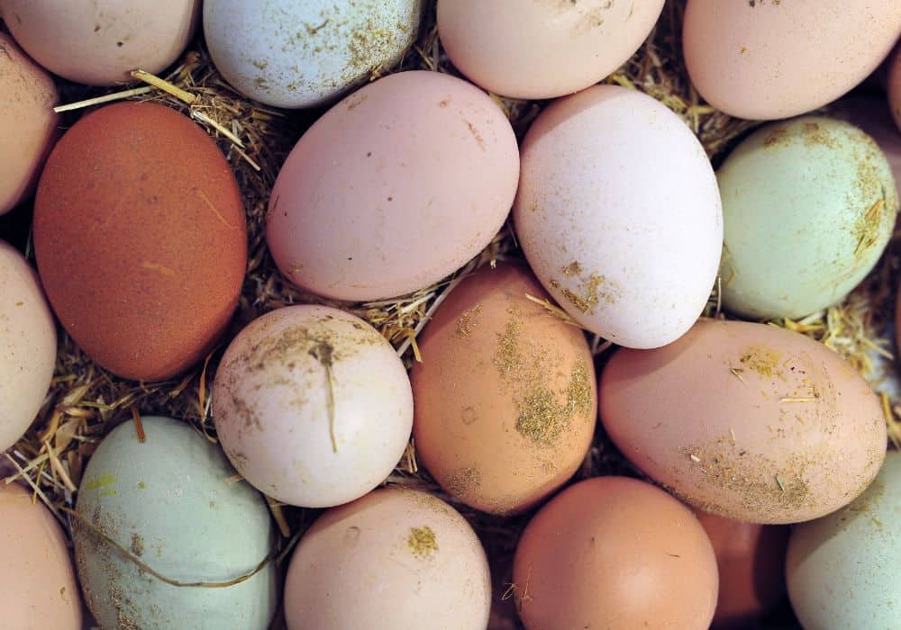 Different chicken breeds have different egg colors