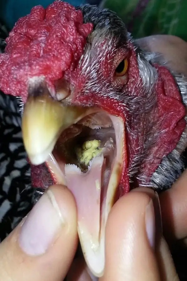 Do Chickens Have Tongues