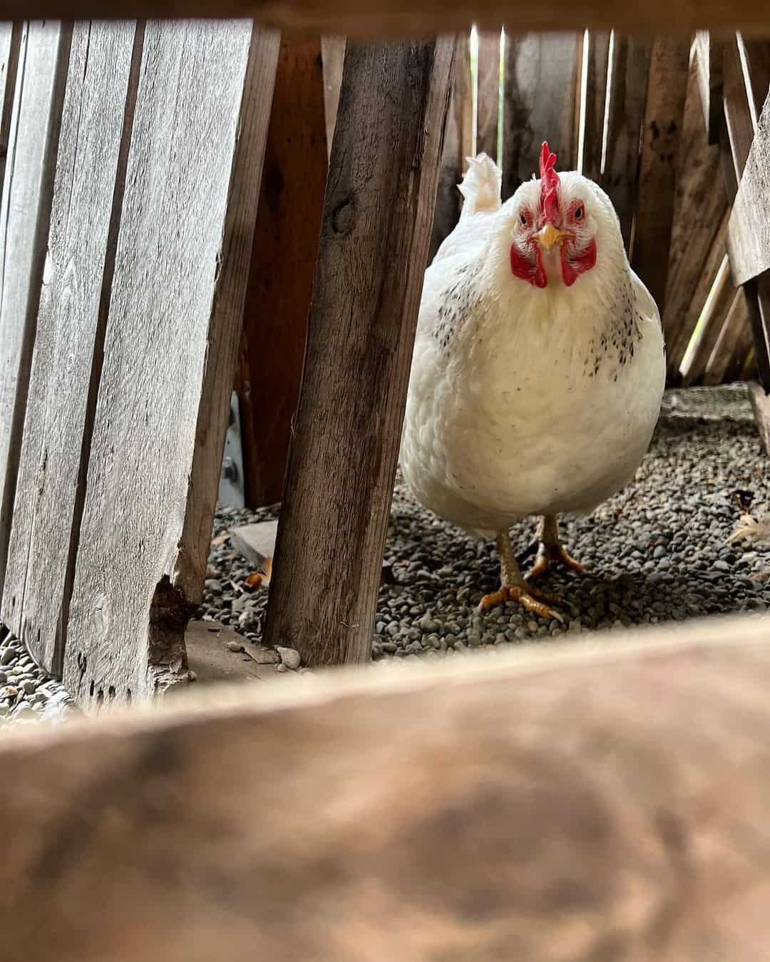 Do Delaware chickens make good pets?