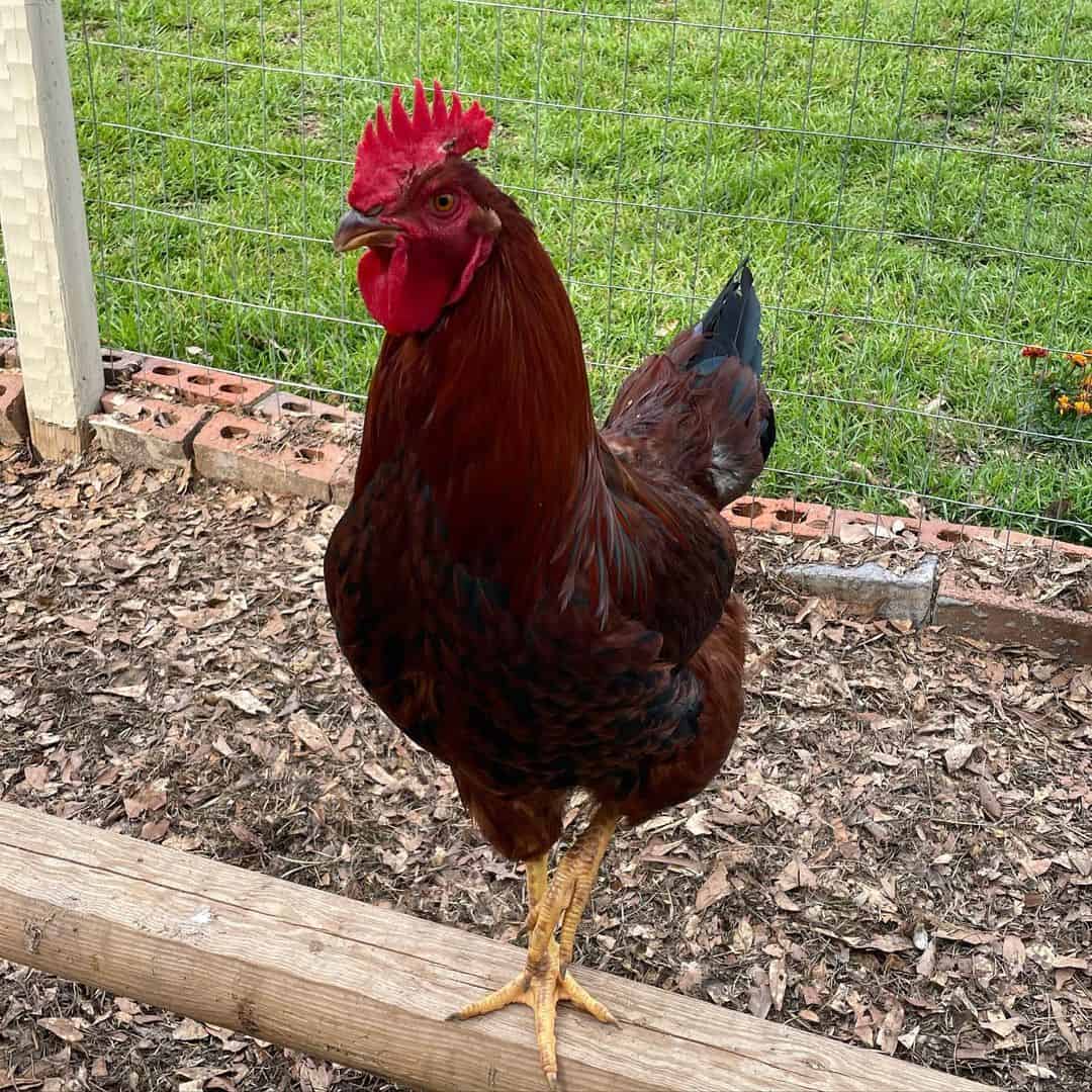 Do Roosters or Hens Live Longer?