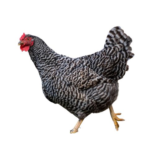 Dominique-Chicken-Breeds Chicken Breeds