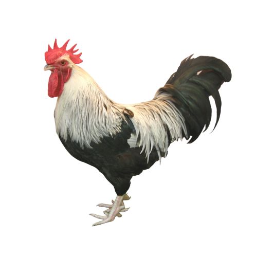 Dorking-chicken-breeds Chicken Breeds