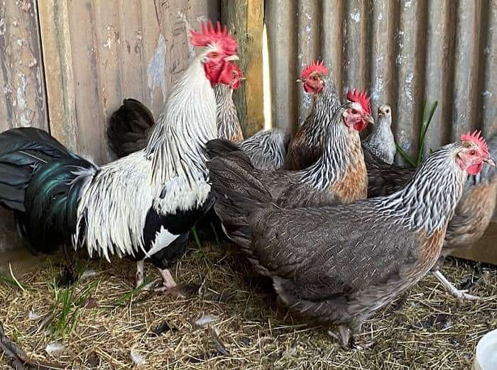 Dorking chickens