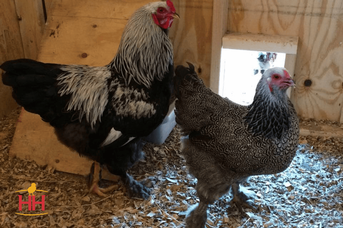 Double Mating in Dark Brahma Chickens