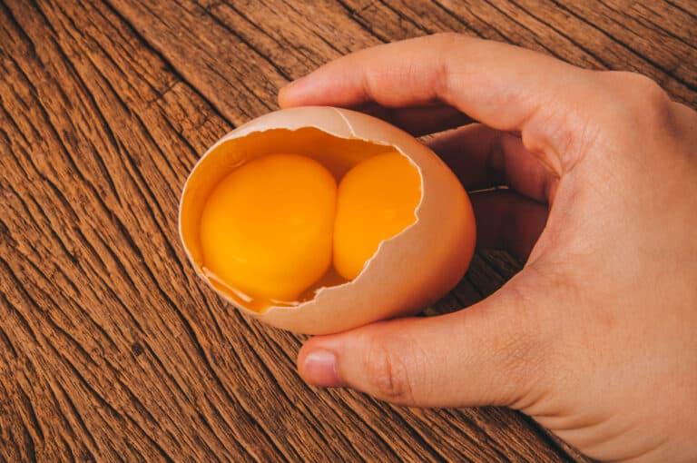 Double Yolk Eggs Meanings: Everything You Want To Know