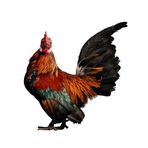 Dutch-Bantam-chicken-breeds Chicken Breeds