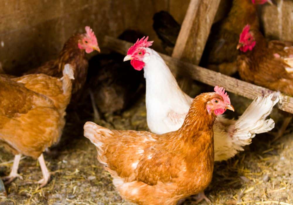 Easy Ways to Prevent Chicken Sour Crop