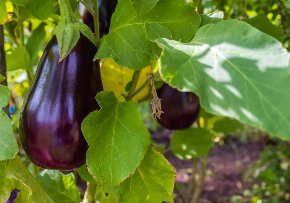 Eggplant Health Benefits