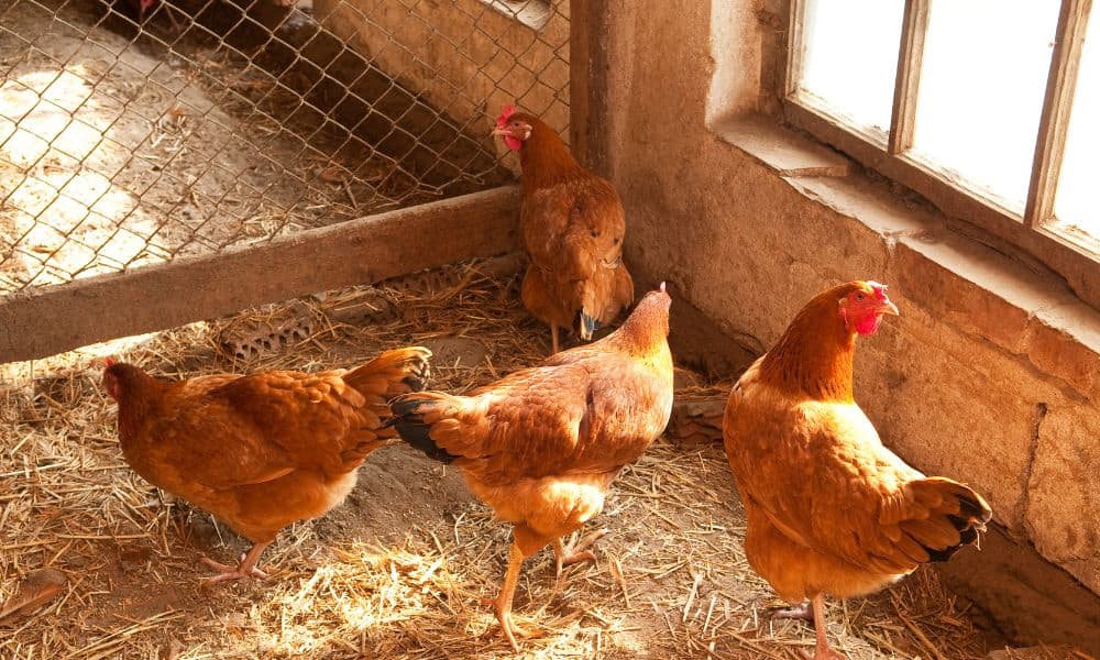 Factors that Affect the Required Hen Number