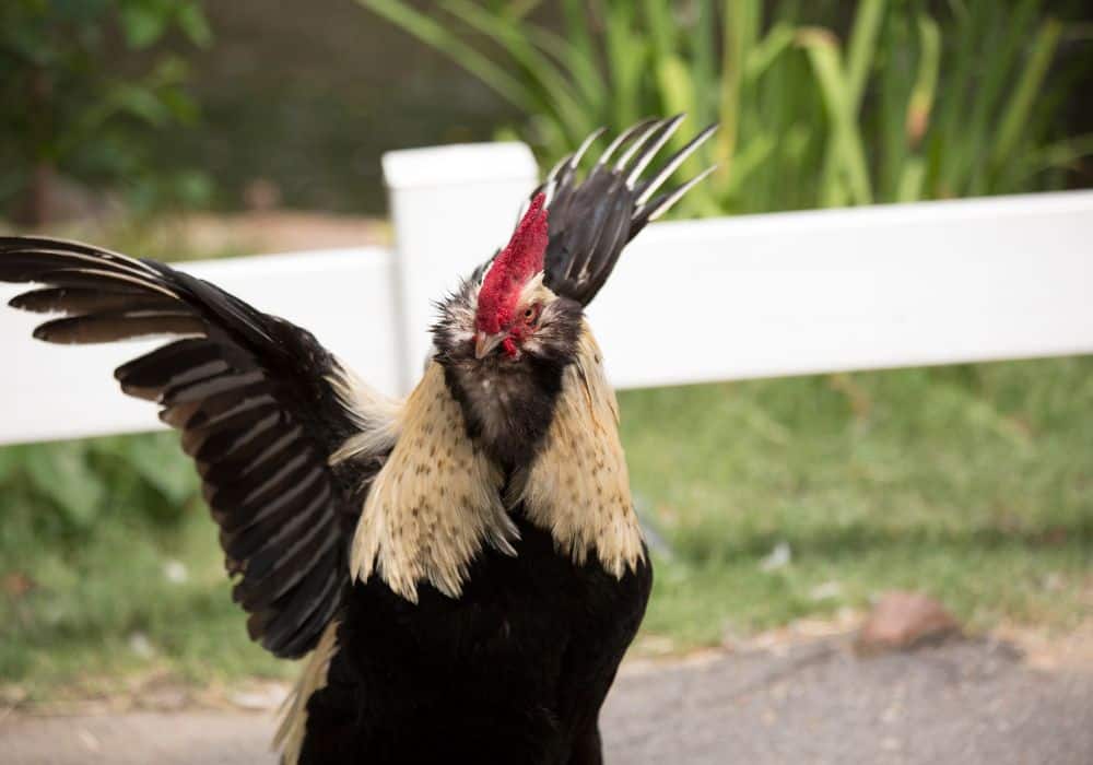 Factors that Make Roosters More Aggressive
