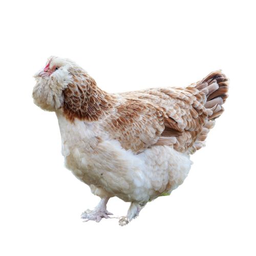 Faverolles-chicken-breeds Chicken Breeds
