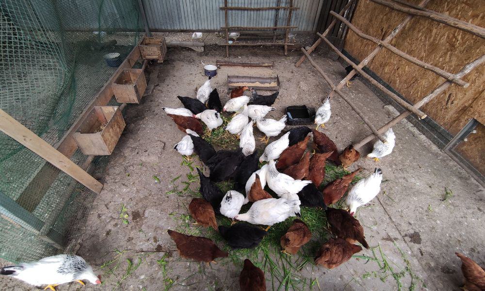 Feed treats to chickens in moderation