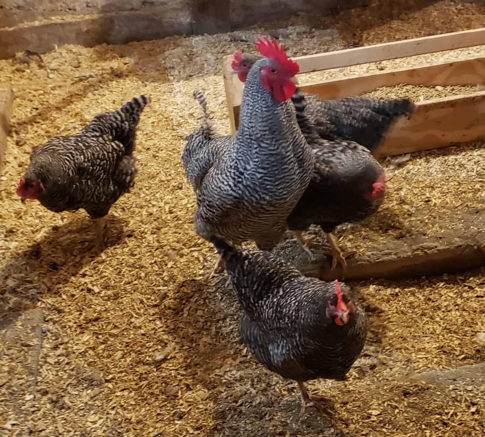 Feeding and Housing Barred Rock Chickens