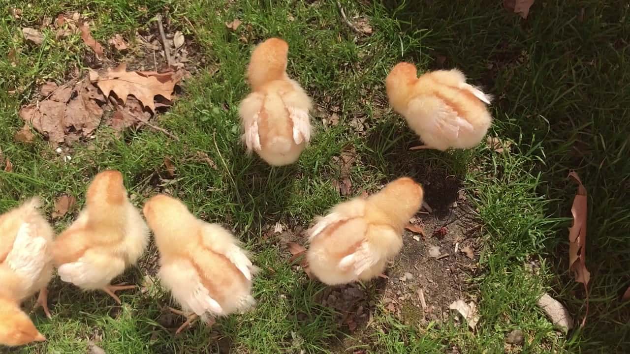 Feeding and Housing Golden Comet Chickens