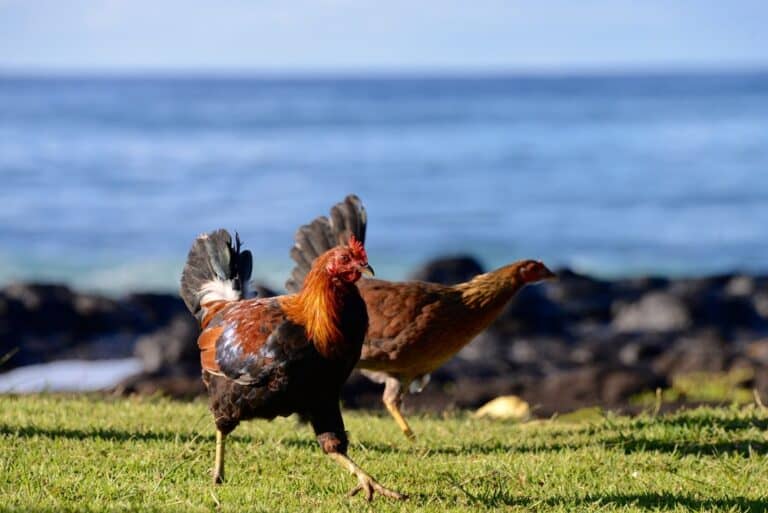Feral Chicken: Everything You Need To Know