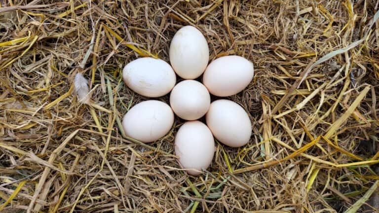 Fertilized Chicken Eggs (Facts & Myths)