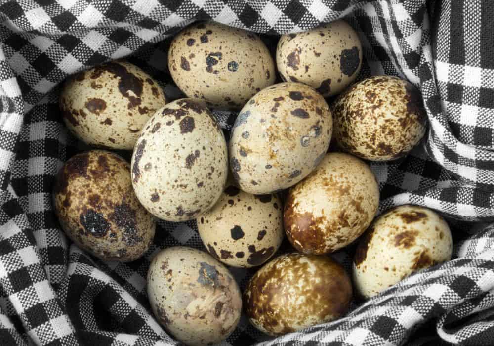 Find the right quail eggs from the right breeder