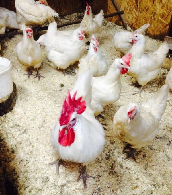 Four Reasons Why You Should Raise Bresse Chickens