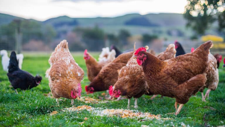 How To Raise Free Range Chicken? (unlimited Guides)