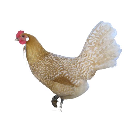 Friesian-chicken-breeds Chicken Breeds