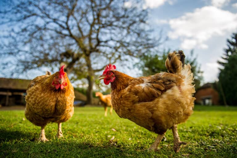 10 Fun Facts About Chickens You May Not Have Known