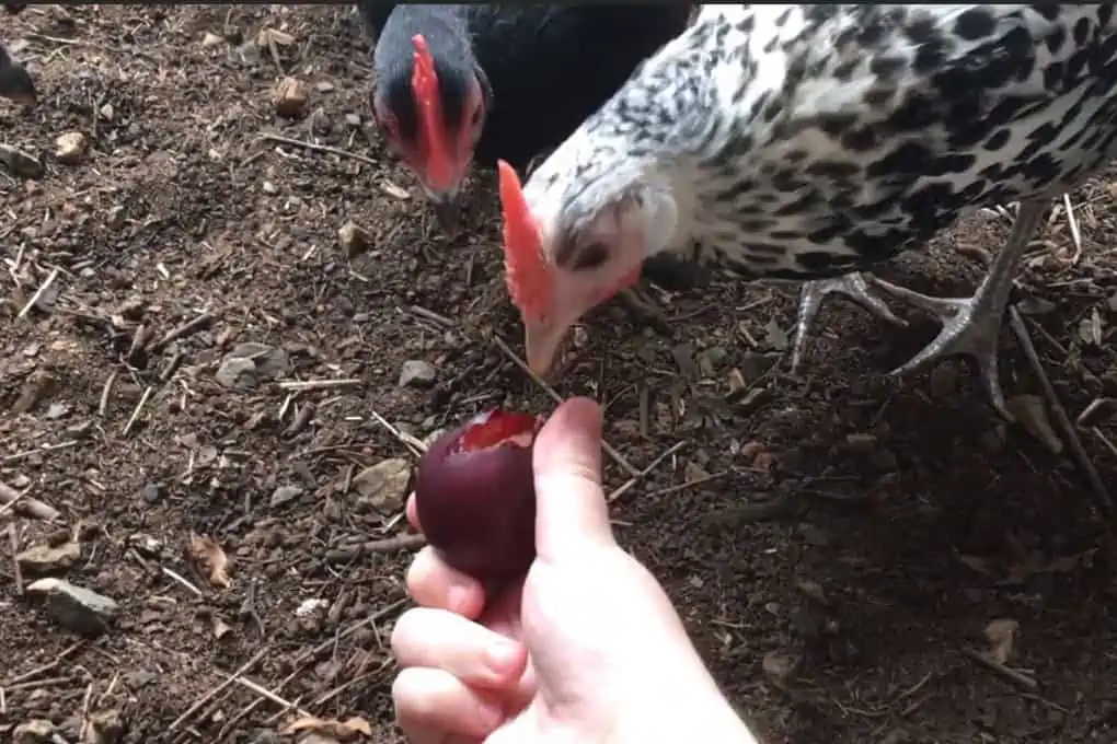 Give them organic plums if possible