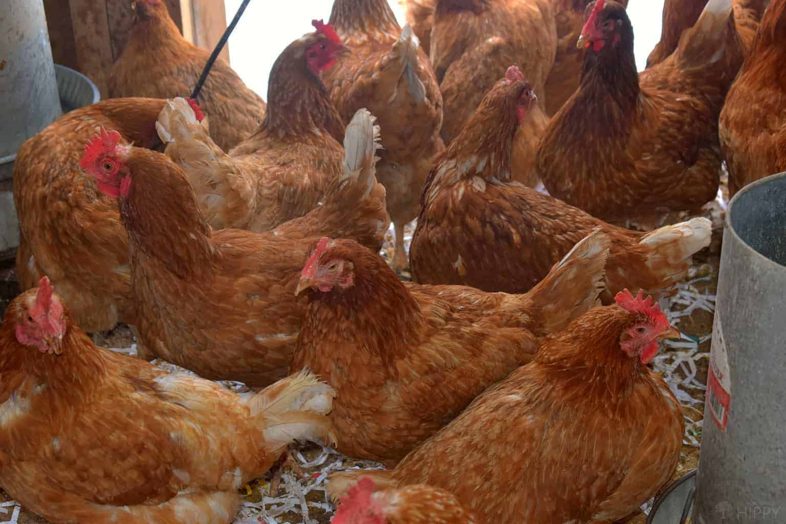 Golden Comet Chicken Health and Disease Prevention