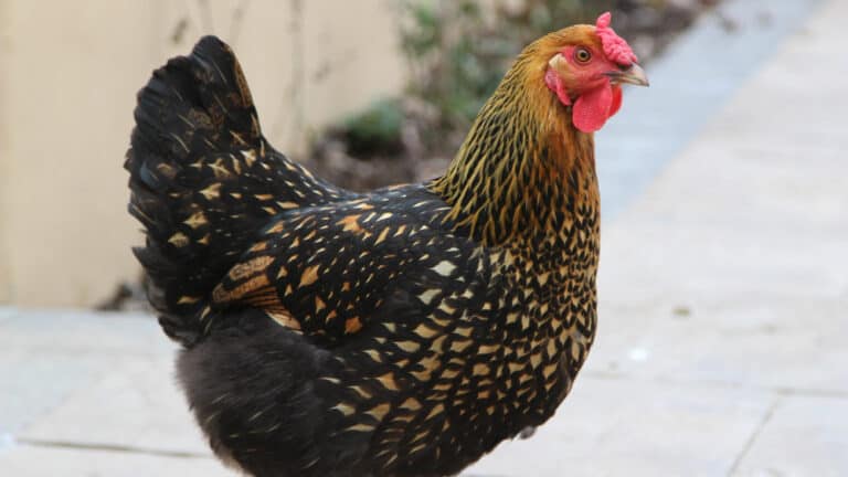 Golden Laced Wyandotte: Everything You Need To Know