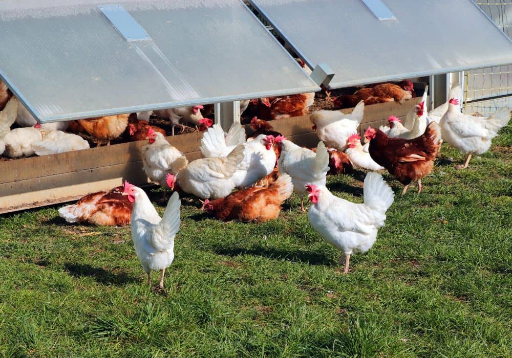 Grass Can Be an Alternative to Commercial Chicken Feed