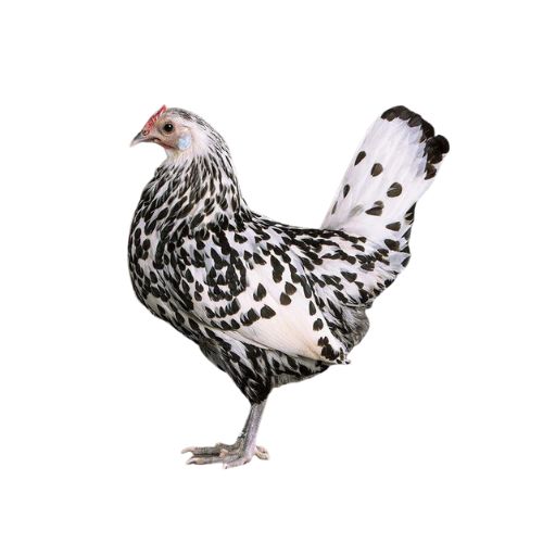 Hamburgh-chicken-breeds Chicken Breeds