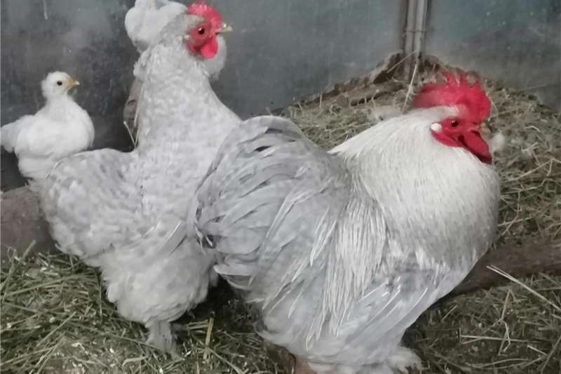 Health Concerns for Pekin Chickens