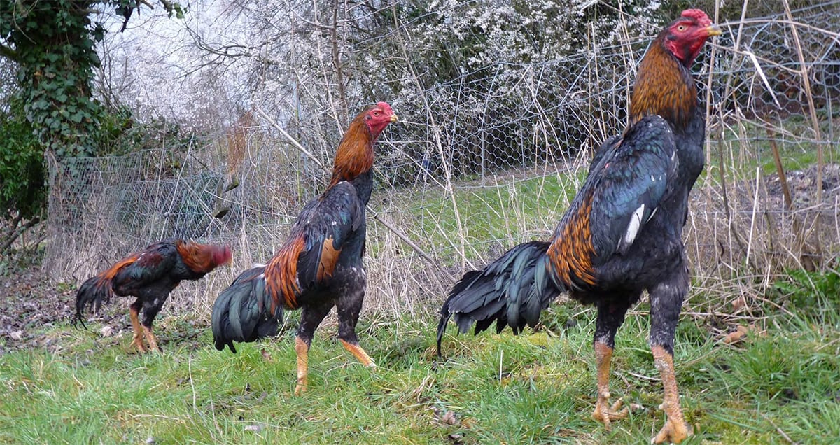 Health Issues and Life Span of the Chickens